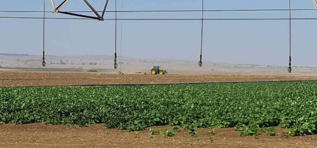 גידולי שדה בגולן, שלשום. קרדיט: רון הרשקוביץ