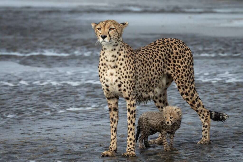 ד"ר שולי גרינשטיין