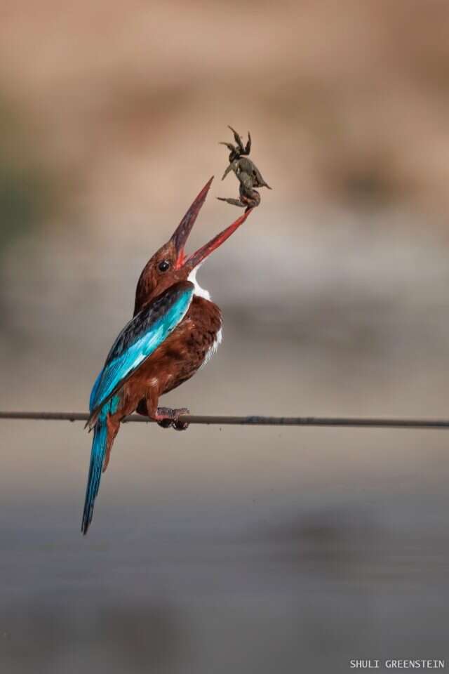 השלדג הטיח את הסרטן בכבל ופירק אותו. | ד"ר שולי גרינשטיין