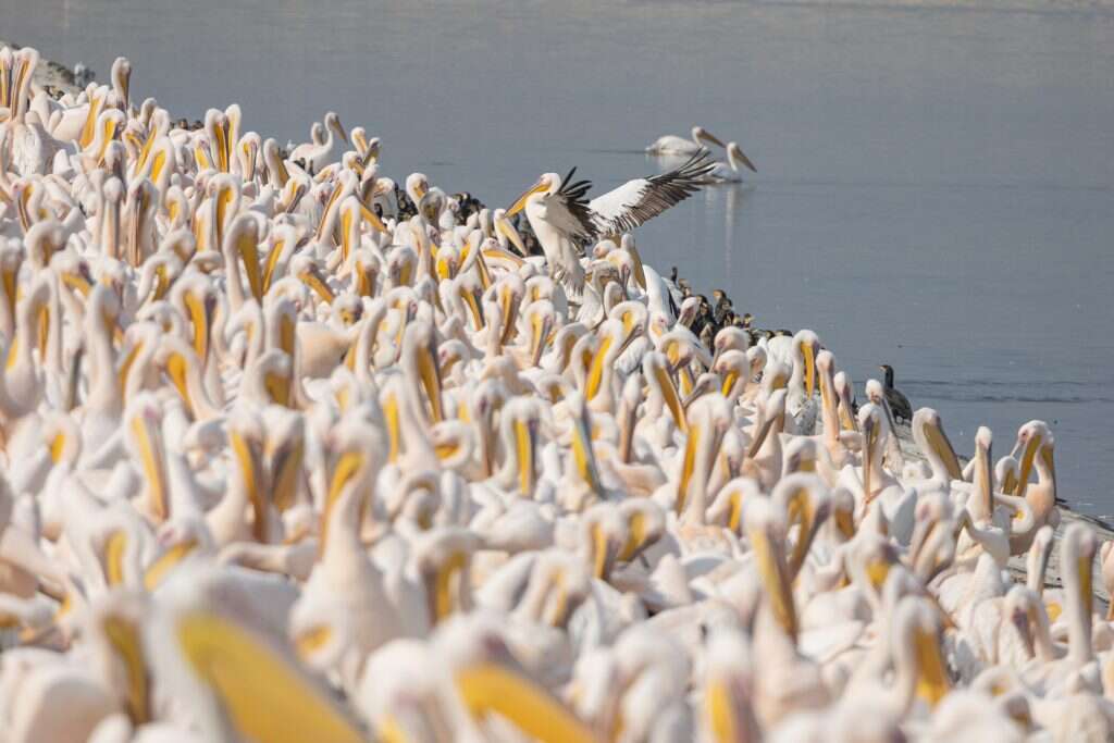 "כבר לא יכולה לטפס על גג הג'יפ כדי לצלם, עושים מה שאפשר". להקת שקנאים. | ד"ר שולי גרינשטיין