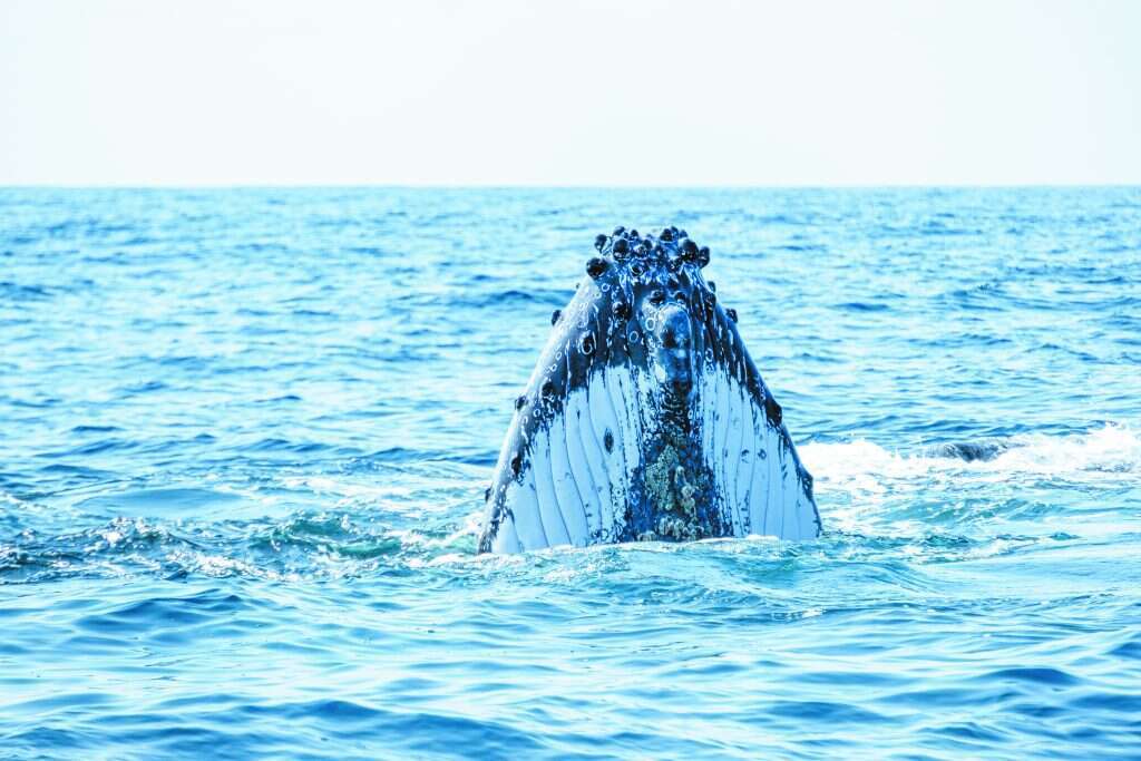 כל לווייתן זוכה לתעודת זהות. מצילומי המשלחת. | ענת שושן