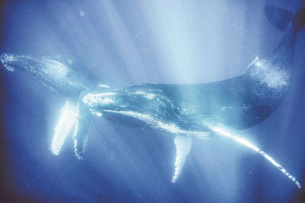 גם הם יוצאים למסע של אלפי קילומטרים עם חילופי העונות. לווייתנים גדולי סנפיר. | רותם תעסה