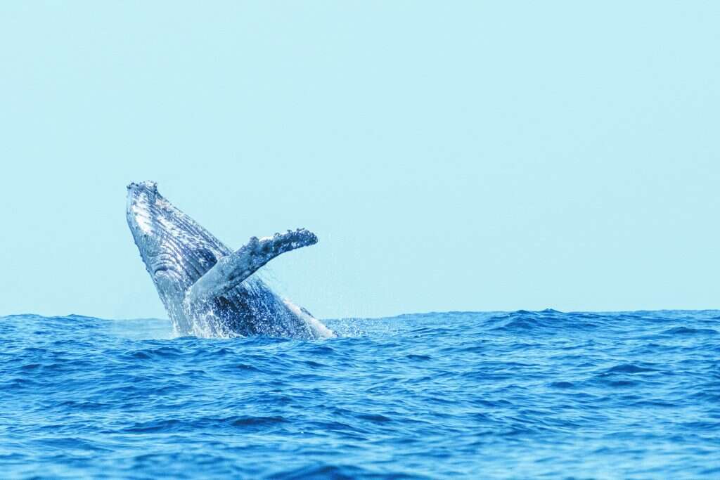 לכל חבר במשלחת יש משימה מוגדרת. הקבוצה הישראלית במוזמביק.