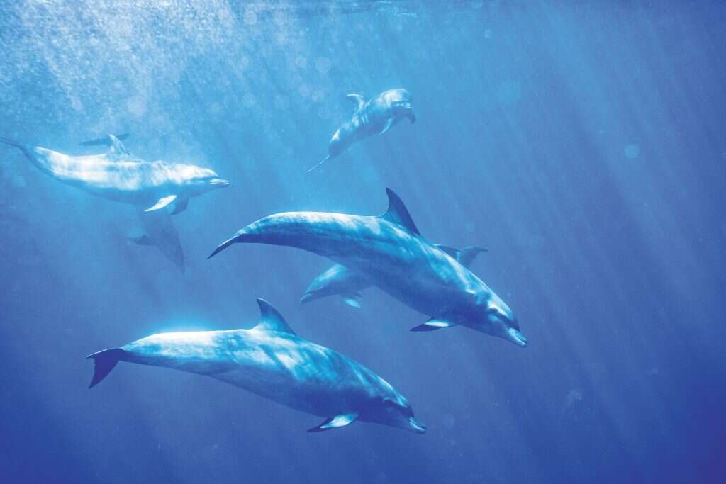 זעירים ליד הלווייתנים, אך בני אותה המשפחה. דולפינים. | רותם תעסה