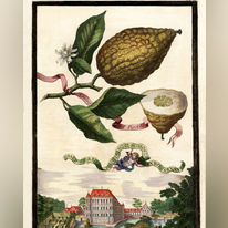 "האתרוג בעל הפיטם", ציור של יוהאן כריסטוף פולקאמר, באדיבות אוניברסיטת האלה־ויטנברג