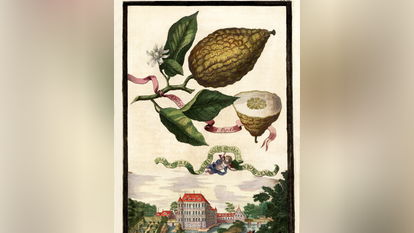 "האתרוג בעל הפיטם", ציור של יוהאן כריסטוף פולקאמר, באדיבות אוניברסיטת האלה־ויטנברג