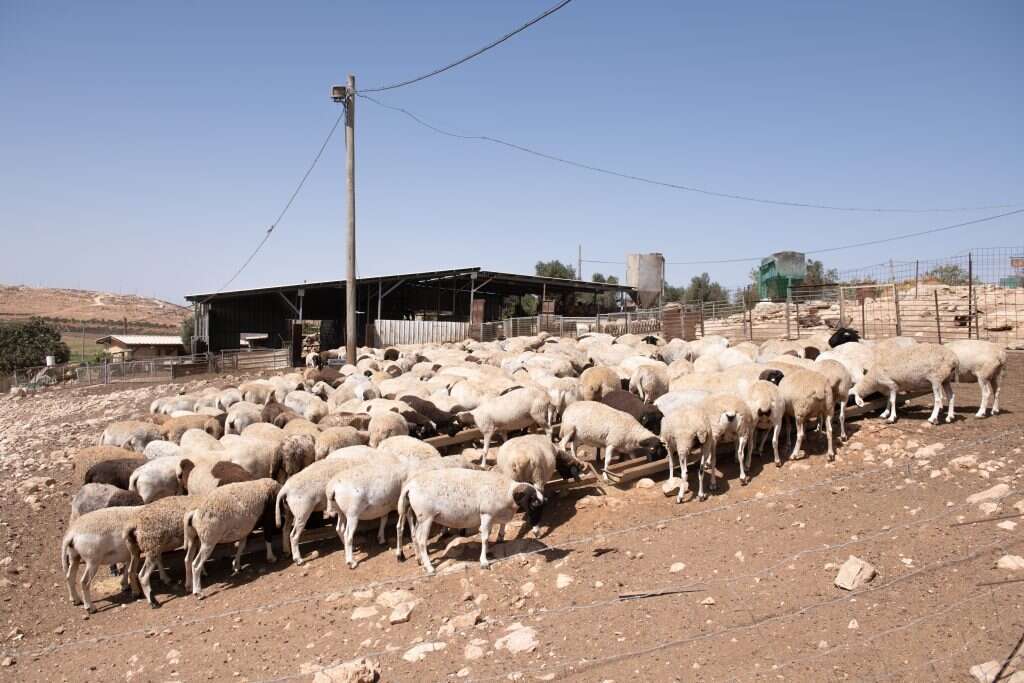 פתאום, רועה צאן עברי. יאיר הר־סיני ז"ל