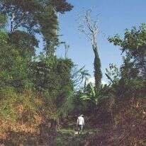 יער בטריטוריה הילידית
של אפיטראווה, פארה
צילומים: רפאל ויללה, עבור הוושינגטון פוסט