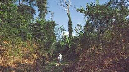 יער בטריטוריה הילידית
של אפיטראווה, פארה
צילומים: רפאל ויללה, עבור הוושינגטון פוסט