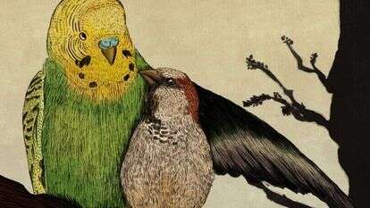 איור: שרון ארדיטי