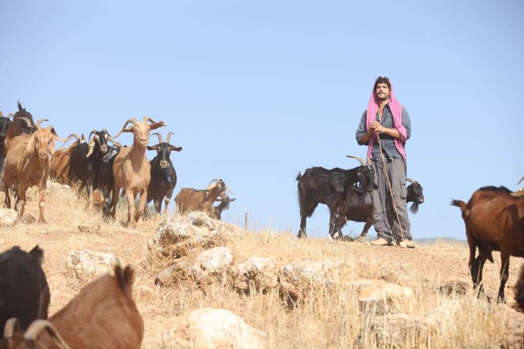הלל גרדי. | דוד כהן, ג׳יני הלל גרדי. | דוד כהן, ג׳יני