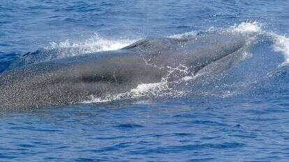 לווייתן רייס, המכונה לווייתן מפרץ מקסיקו | NOAA