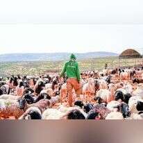 מתנדב ועדר. | דוברות השומר יו"ש