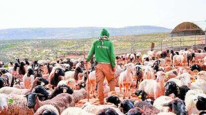 מתנדב ועדר. | דוברות השומר יו"ש