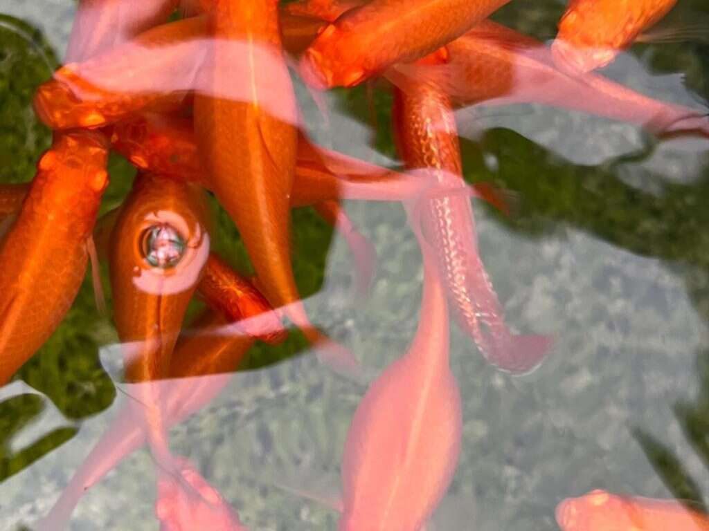 סיור בחוות גידול דגי נוי סיגל במושב עידן בערבה התיכונה. | חוות סיגל