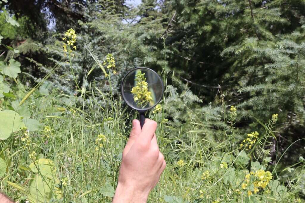 הצטרפו למפלגת הטבע בגן הבוטני. | אביטל בן משה, הגן הבוטני