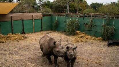 סלוואן ג'ורג'ס, הוושינגטון פוסט