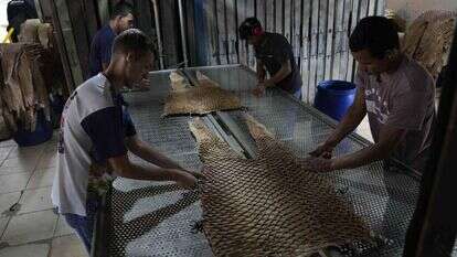 בורסקאות בטכניקות שאינן מייצרות פסולת רעילה. תהליך עיבוד עור הפיררוקו. | איי.פי