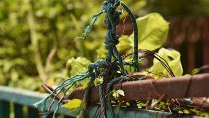 שאטרסטוק שאטרסטוק