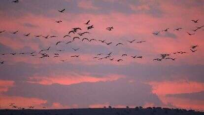 עגורים מעל אגמון החולה. קרדיט: AFP