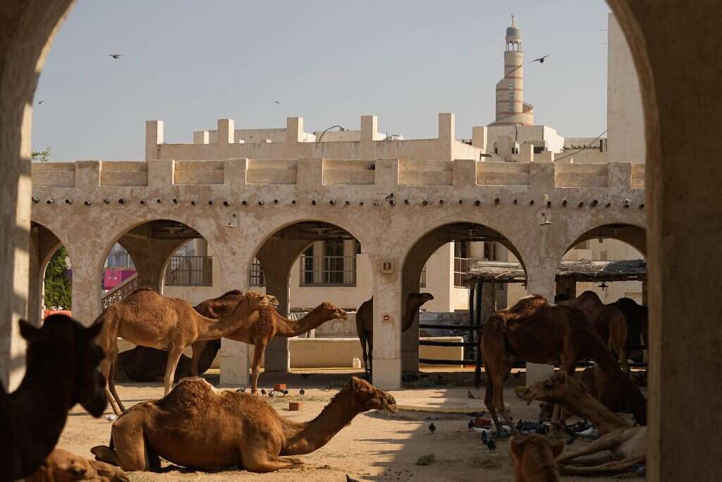 גמלים נחים מחוץ לשוק וואקף בדוחא. | AP