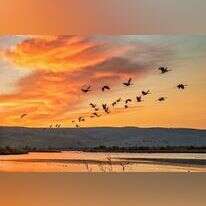 אגמון החולה. | שאטרסטוק