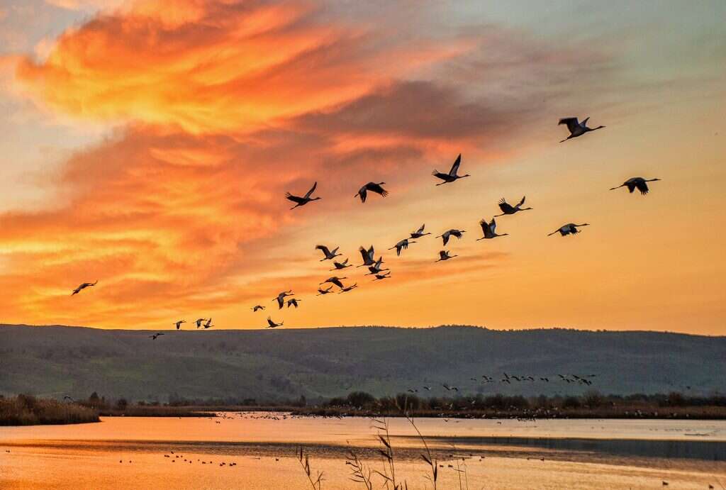 אגמון החולה. | שאטרסטוק