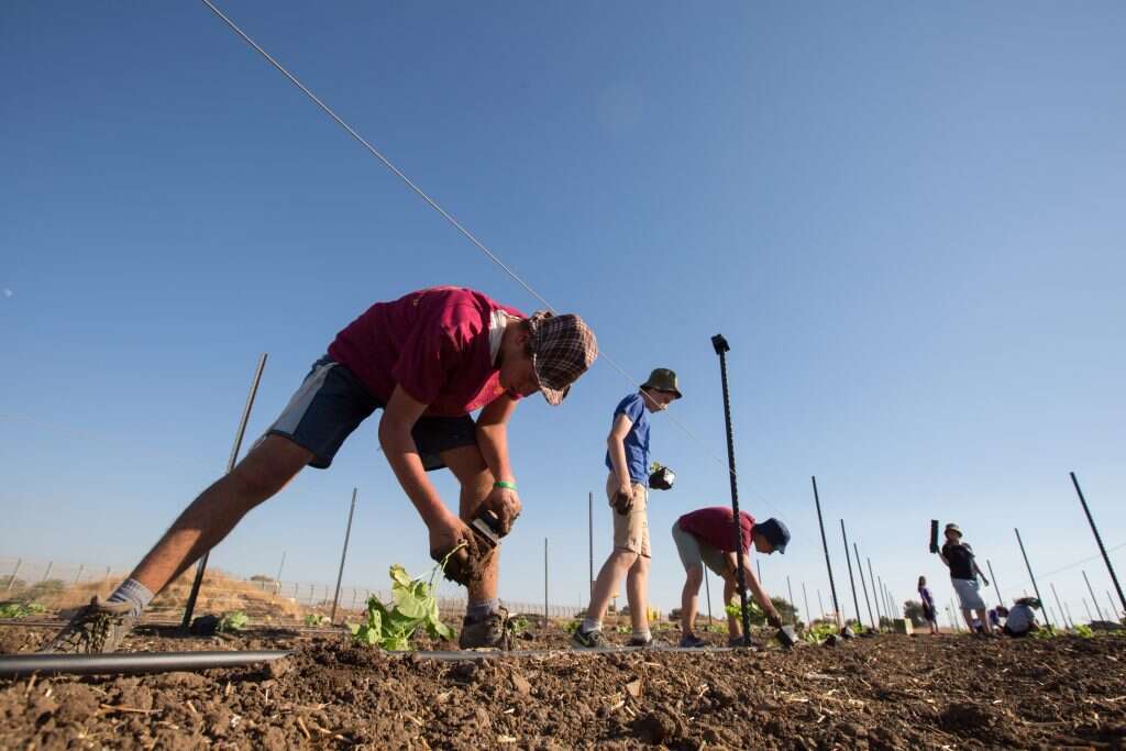 השאיפה: חצי מיליון מתנדבים בשנה. פעילות השומר החדש בגולן. | מאור קינסבורסקי, פלאש 90