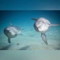 ריף הדולפינים באילת. | נועם ריבקין פטנון, פלאש 90