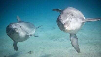 ריף הדולפינים באילת. | נועם ריבקין פטנון, פלאש 90