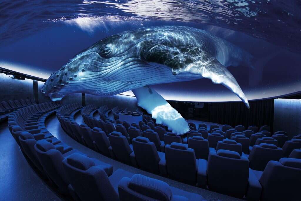 אקווה דום. | באדיבות המצפה התת ימי באילת