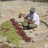 ענבים מונחים על המשטחים העגולים באתר ההליוסטון | זהר עמר