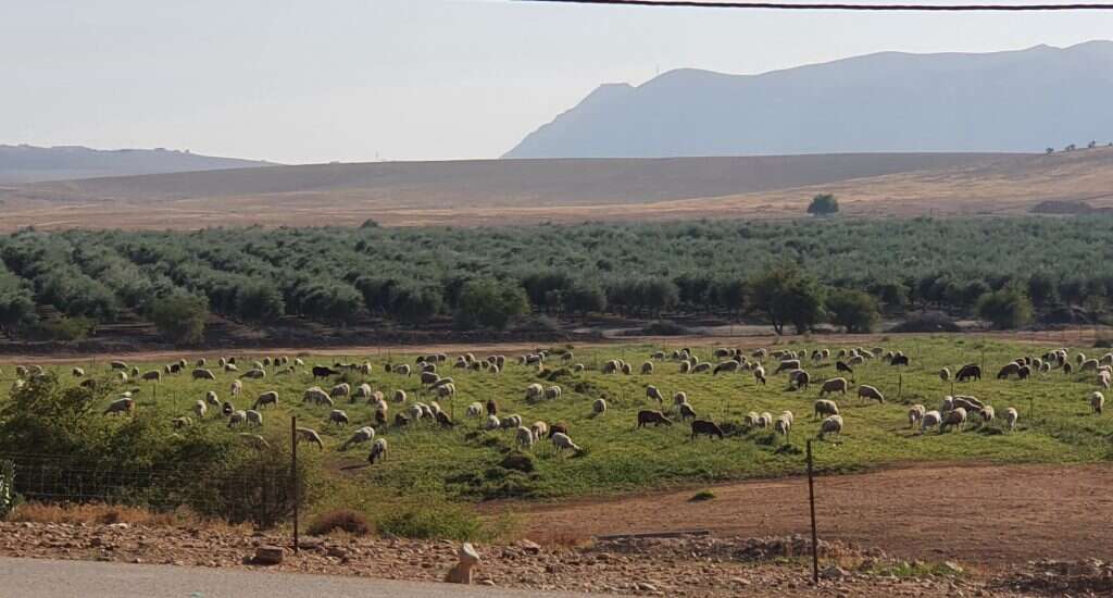 נעמה עתידיה