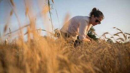 אישה קוצרת חיטה בקיבוץ גזר. | הדס פרוש, פלאש 90