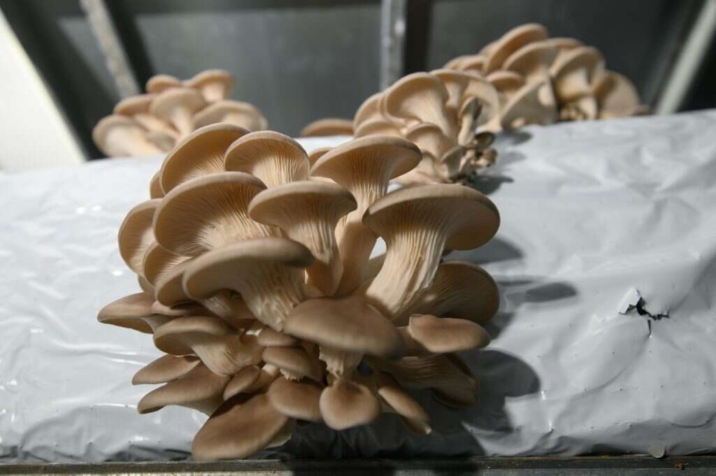 "אף אחד לא עושה חקלאות כי הוא חושב שהוא יקבל פרס". פטריות ארינג'י. | אייל מרגולין, ג'יני "אף אחד לא עושה חקלאות כי הוא חושב שהוא יקבל פרס". פטריות ארינג'י. | אייל מרגולין, ג'יני