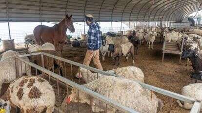 חווה ביהודה ושומרון. אילוסטרציה. | יוסי אלוני