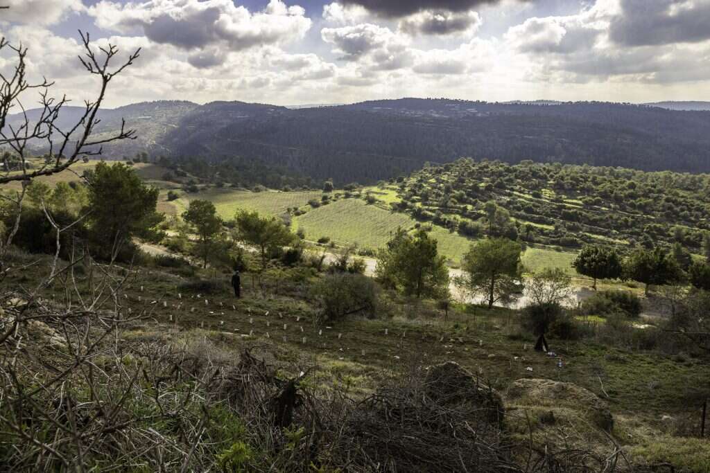 ברוך גרינברג
