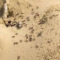 נמלים. | יוסי אלוני