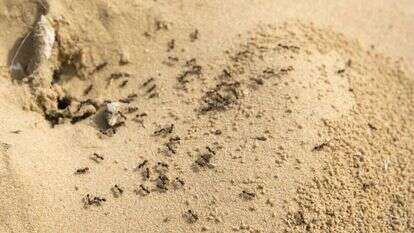 נמלים. | יוסי אלוני