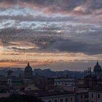 הזרזירים בשמי רומא. | פדריקה ולברגה, הוושינגטון פוסט