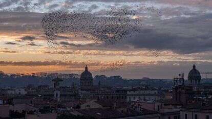 הזרזירים בשמי רומא. | פדריקה ולברגה, הוושינגטון פוסט