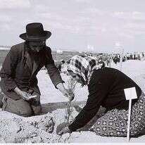 נטיעות בשנת 1958. | דוד גורפינקל, לע"מ