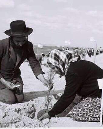 נטיעות בשנת 1958. | דוד גורפינקל, לע"מ נטיעות בשנת 1958. | דוד גורפינקל, לע"מ