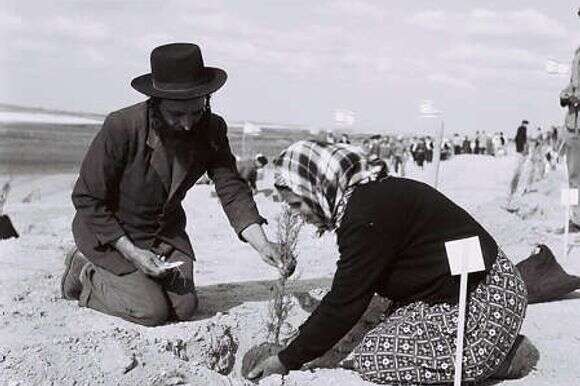 נטיעות בשנת 1958. | דוד גורפינקל, לע"מ נטיעות בשנת 1958. | דוד גורפינקל, לע"מ