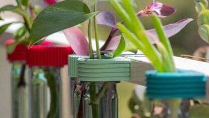 סודהסטרים והמיזם רוטא, אגרטלי רוטא לגידול ייחורים. | קרן אטאס