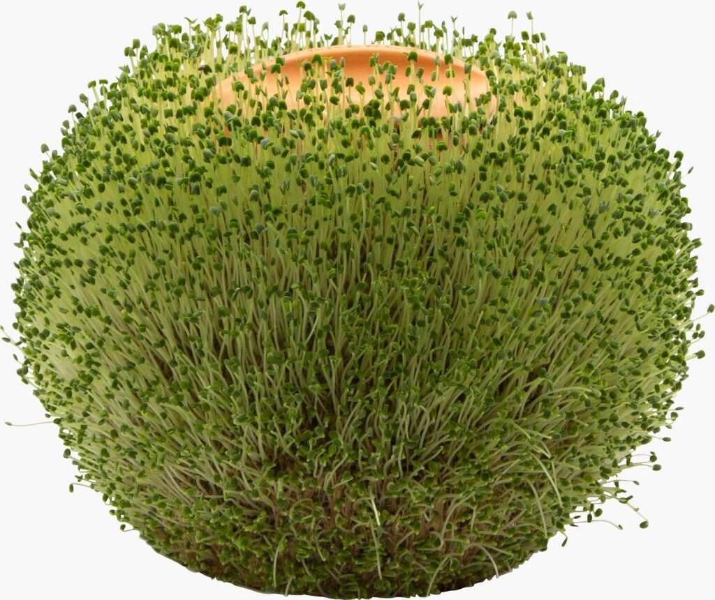 עציצים ללא אדמה, להשיג ברשת סוהו. | " יח"צ