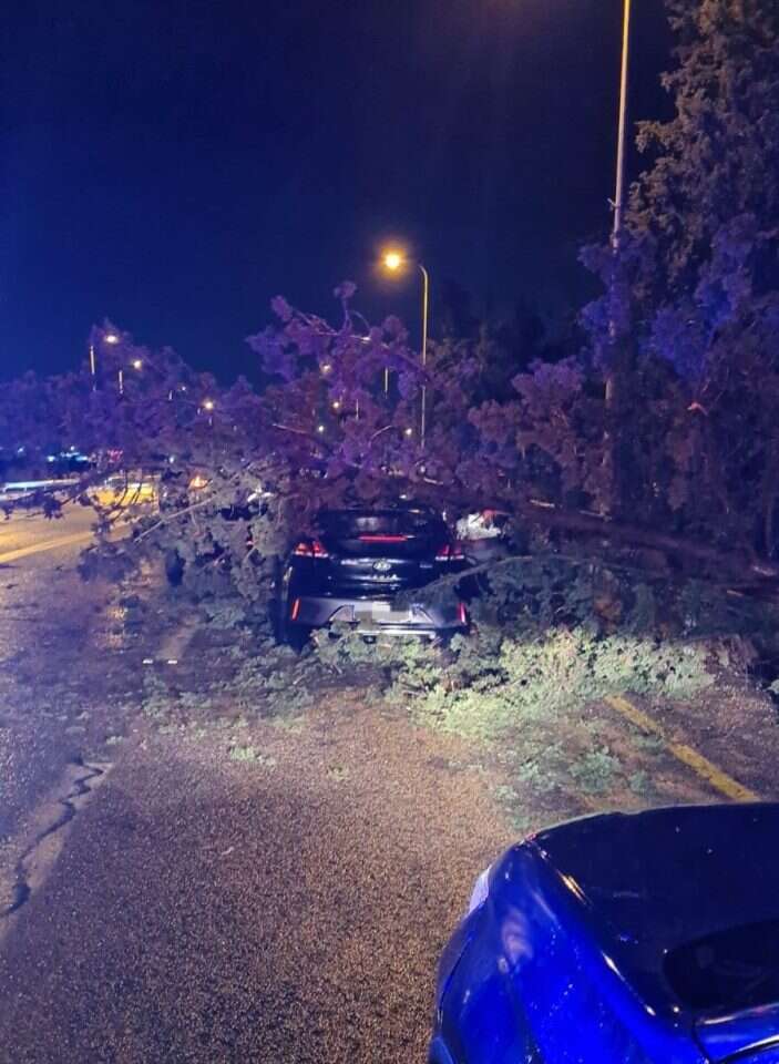 העץ שקרס בנהריה. | תיעוד מבצעי מד"א