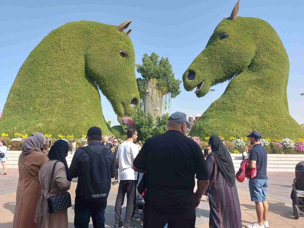 מיליוני הפרחים נשתלים מחדש מדי סתיו. מירקל גרדן. | חגי סגל