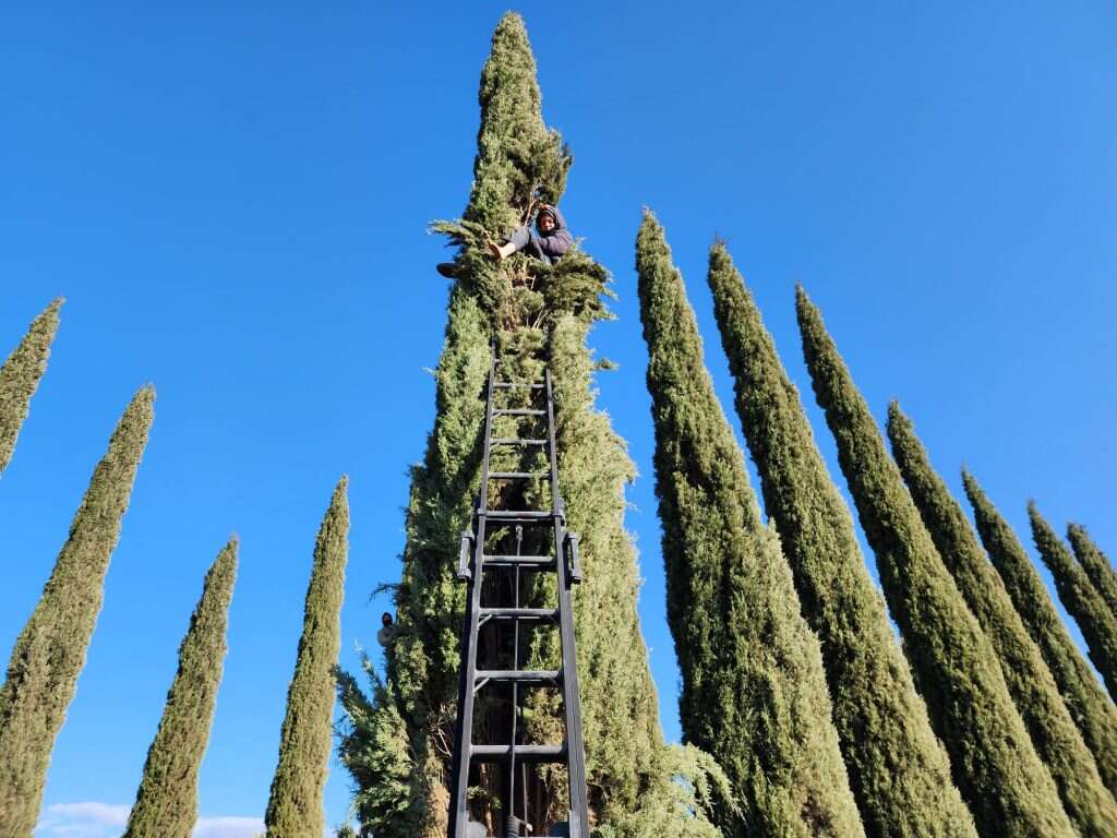 מפגין שהתבצר על צמרת עץ בכרם בן אליהו בגוש שילה. מפגין שהתבצר על צמרת עץ בכרם בן אליהו בגוש שילה.