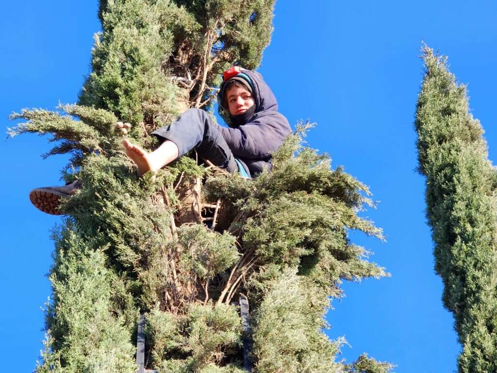 צעיר שהתבצר על צמרת עץ בכרם בן אליהו בגוש שילה. צעיר שהתבצר על צמרת עץ בכרם בן אליהו בגוש שילה.